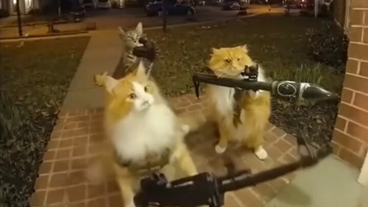 Sora's Reverse Tmall Cat Compilation
