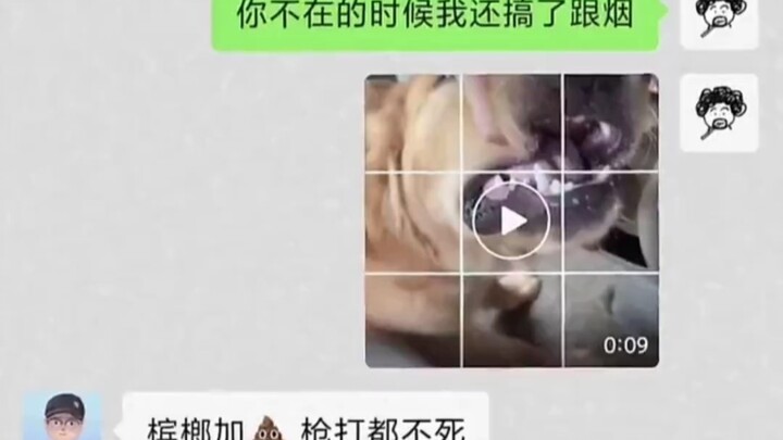 Chó nhai trầu