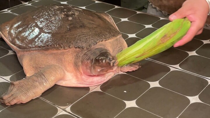 จัดเต็มเต่าขนาด 30 จิน ทุกอย่างที่บำรุงร่างกายล้วนเตรียมไว้เพื่อคุณ!