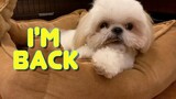 This is What Happens When Shitzu Puppy's Appetite is Back (Cute Dog Video)
