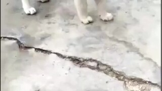 هذين الكلبين رائعين.