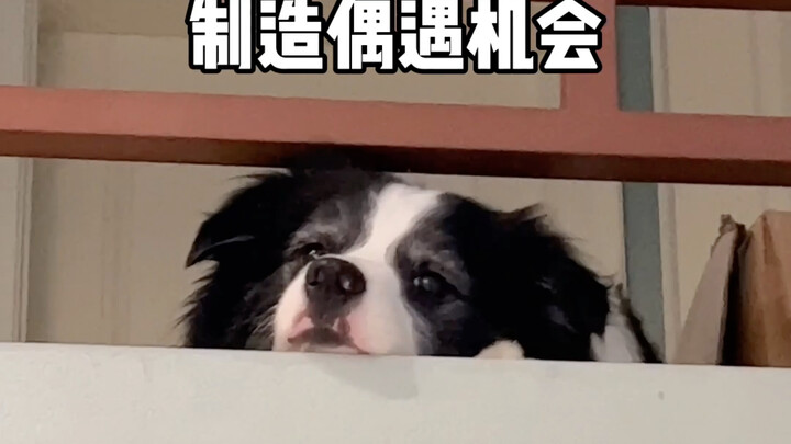 How a Mature Border Collie Courts a Female