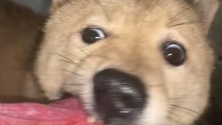 狗子：我咋一会儿饱一会儿饿呢！！！