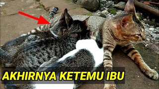 AKHIRNYA KETEMU SANG IBU DAN MEREKA LANGSUNG NYUSU - KUCING YATIM