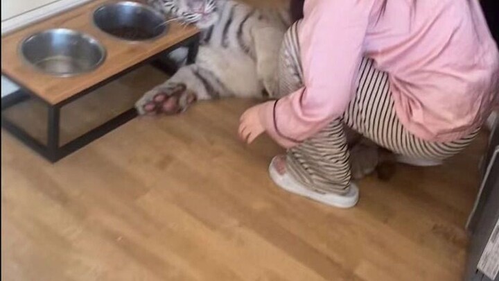 小猫呲牙怎么办？水桶侠自有妙招！