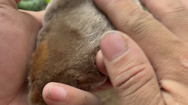 Mole