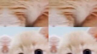cutie kittens