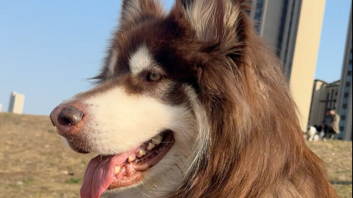 Brought our puppy to donate blood—now we’re puppy heroes too!