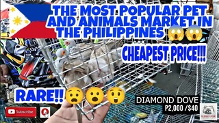 BOCAUE BULACAN PET MARKET PHILIPPINES LATEST UPDATE 01-14-22.vlog#318
