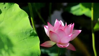 Zhang Ruoxu: "A single poem surpasses all the Tang Dynasty poems" I only want to write one poem in m