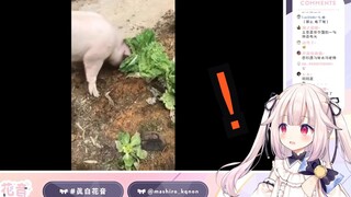 日本萝莉看《猪拱白菜》害怕得学猪叫