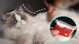 Tám Cách Giúp Mèo Nhà Bạn Bớt Rụng Lông