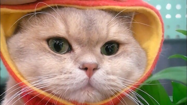 I just came across a lucky little cat—good fortune is on its way! Come on down and leave your wishes