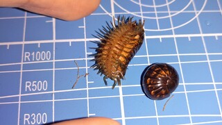 [Xiu Yij] Raising A Few Cute And Scary Pill Millipedes