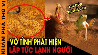 🔥 12 Loài Động Vật Nguy Hiểm Nguỵ Trang Như Tàng Hình Thách Thức Bác Thợ Săn | KPTV