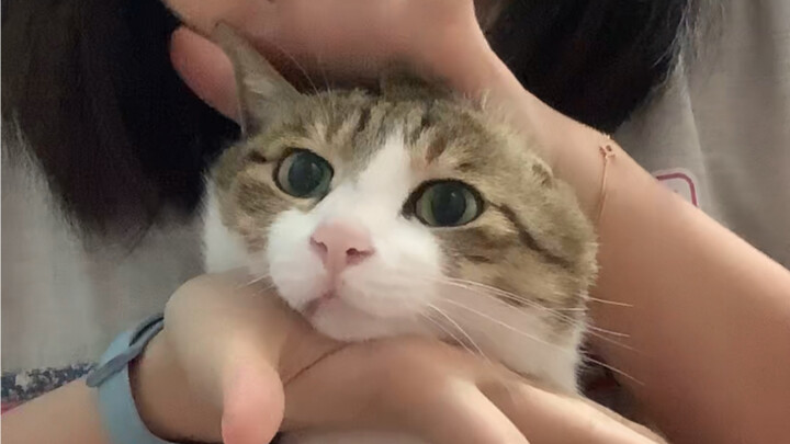 Miaomiao, me? My head is buzzing.