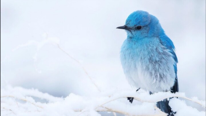 【Mountain Bluebird】The Blue Sprite of North America