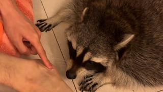 My feet are covered in scratches and bruises 🦶🏻😂 #CutePetDebutPlan #RedPanda