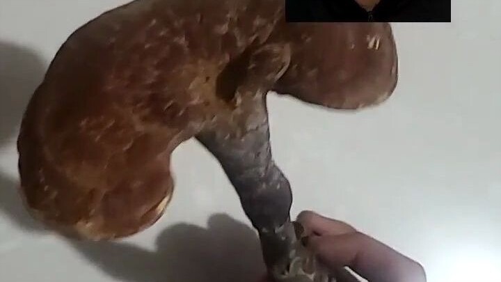 غانوديرما برية عالية القيمة