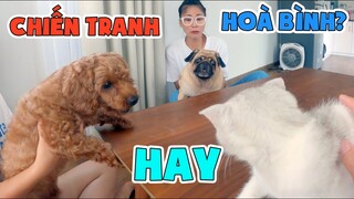 LẦN ĐẦU CHO MÈO THỒN GẶP THỘN VÀ THỐN 😼  🐶