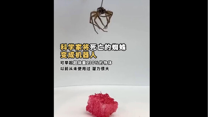 A dead tarantula has been transformed into a robot!