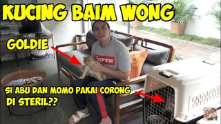 5 JENIS KUCING BAIM WONG DAN SEKARANG MEREKA DI STERIL, SI ABU DAN MOMO PAKAI CORONG