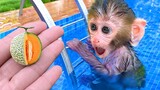 Monkey Baby Bon Bon eats fruit with puppy at the pool and swims with fish