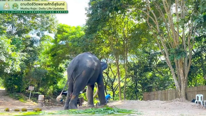 พลายสุรินทร์
