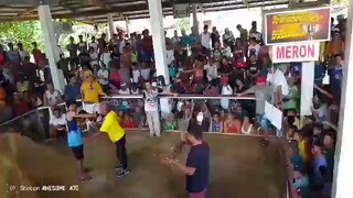 Mayahin vs benabae talo amin