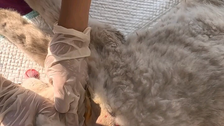 A Country Vet’s Day of Treating Cats and Dogs