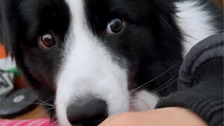 Khi chó Border Collie phát hiện bạn có một tay rảnh rỗi