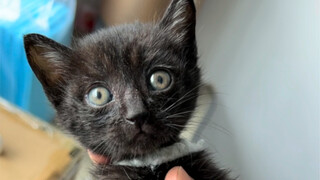 بيضات الصغار السوداء في كلية ماو ده