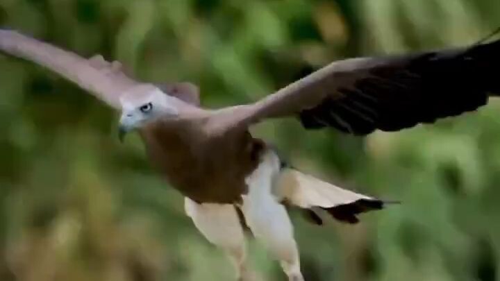 🦅 Watch Eagle Catch Fish 🐟