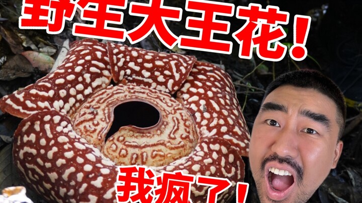 A vegetative patient’s breaking point! I found a blooming Rafflesia in Kota Kinabalu, Malaysia!