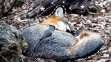 The bird is picking off fur on a sleeping fox