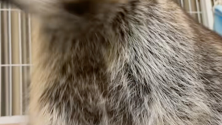 الراكون الشقي