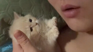 Kucing kecil seperti ini memang layak dicium sampai mati