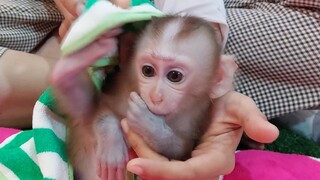 Clean and fresh baby monkey Mino after shower