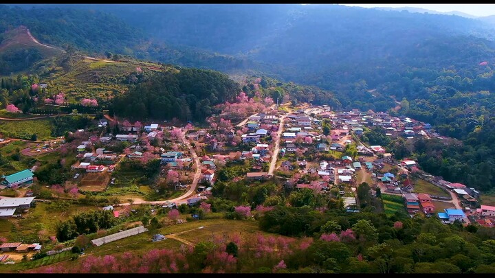 Sakura flowers @ Phu Thap Boek and Ban Rong Kla  Thailand