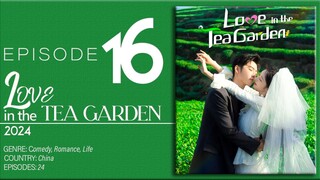 🇨🇳EP16 Love In The Tea Garden (2024)