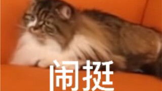 【Gauss】Masuk dan lihat Dobby merenung selama setengah menit