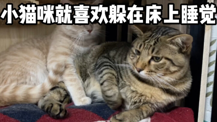 Why Do Kittens Love Hiding Under the Bed to Sleep?