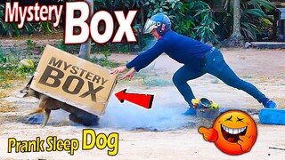 Mystery Box Prank  vs Sleeping Dog Very Funny Surprise Scared Reaction - Must Watch Most Funny Prank