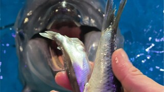 It's not just belugas that eat ice cubes—dolphins do too!