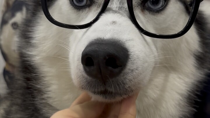 My journey of raising a dog. Hahaha