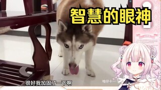 日本萝莉看《当狗子们遇到死循环会如何破解》当场难绷