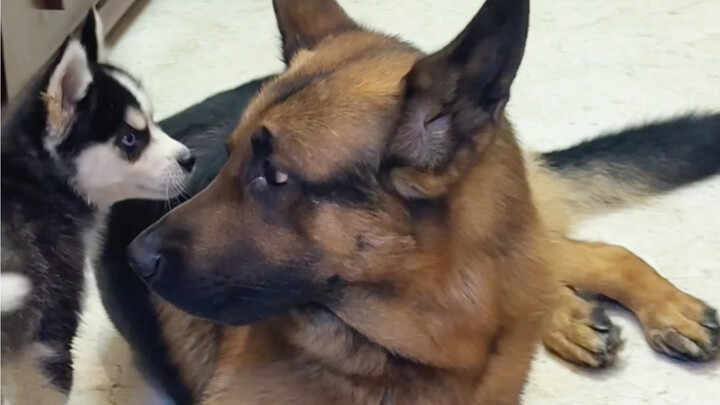 Seberapa Menyebalkah Anak Anjing Husky Sebenarnya?