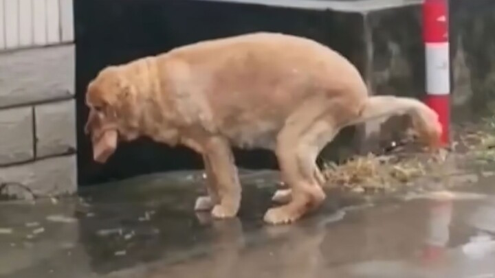 Even cats and dogs can suffer from constipation!