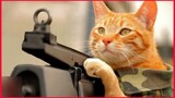 Melda Of Honor Cat, Short Video Clip. 😸