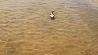 这小猫咪今天学会游泳了